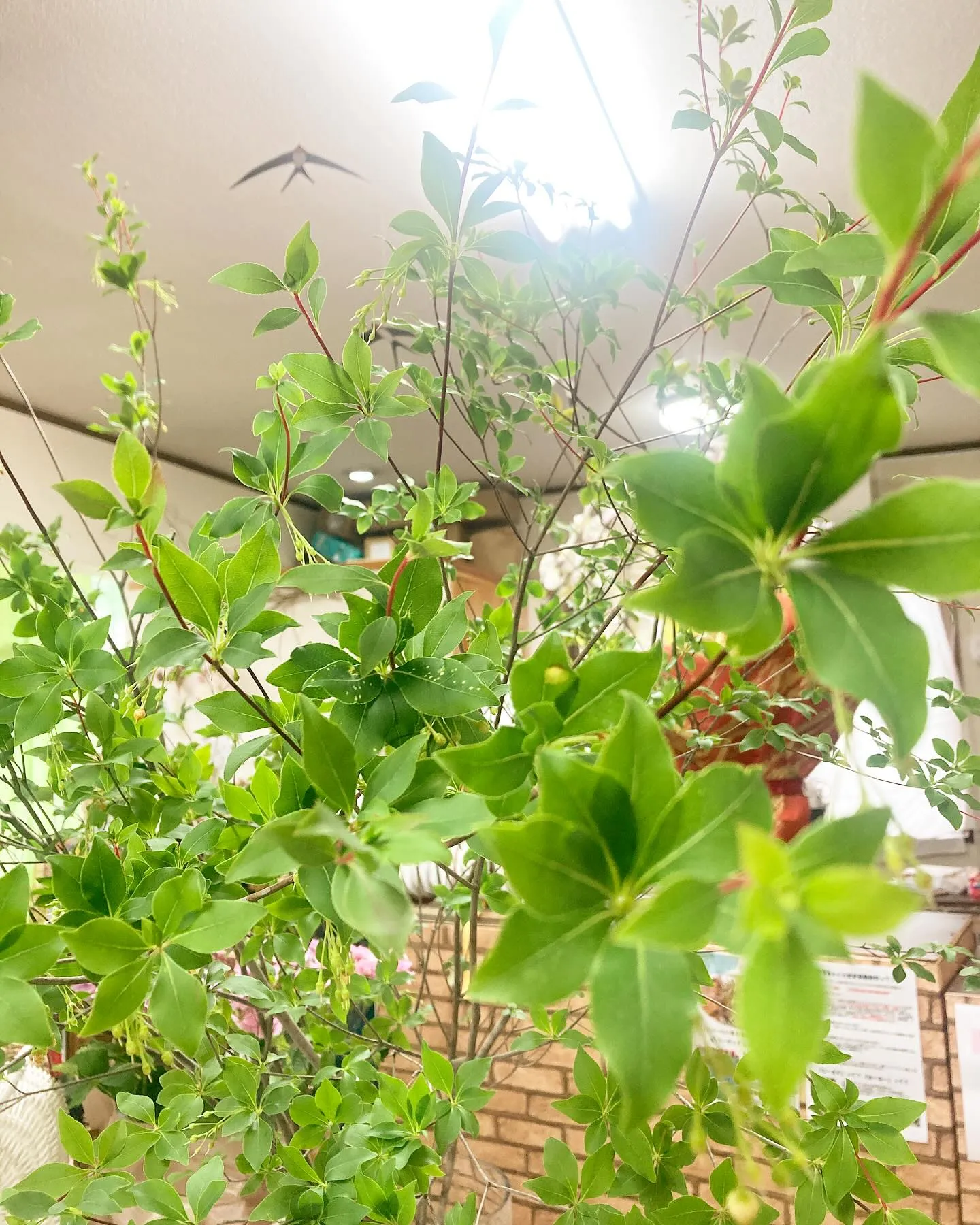 ドウダンツツジ入荷です。