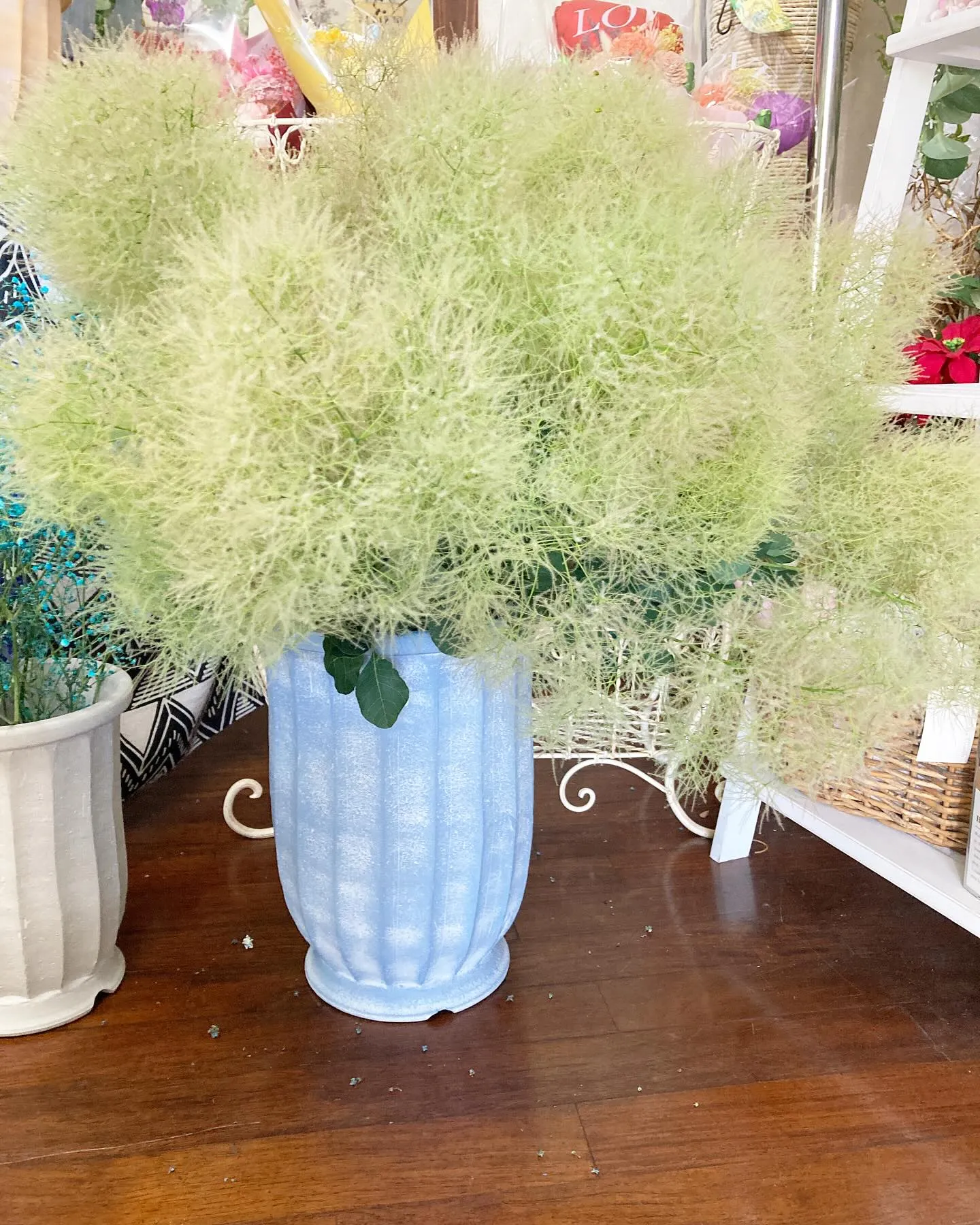 もふもふスモークツリー入荷しました！！