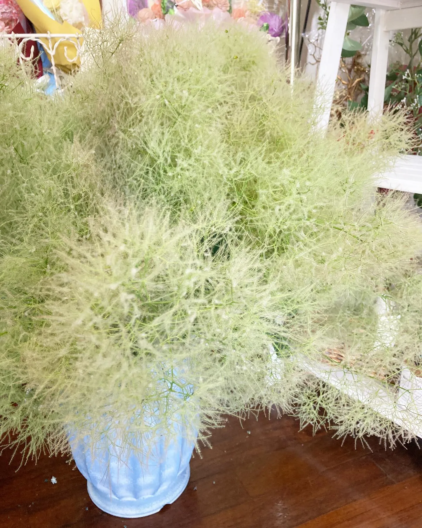 もふもふスモークツリー入荷しました！！