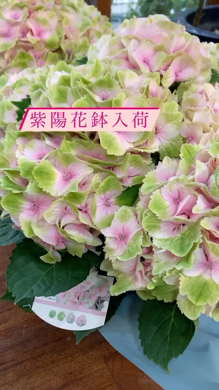 紫陽花　沖縄花屋　