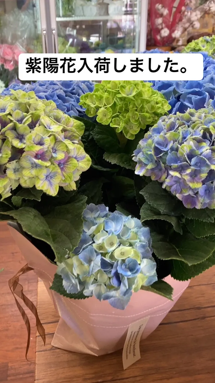 紫陽花入荷です。