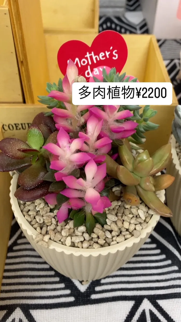 母の日おすすめ！多肉植物の寄せ植え。