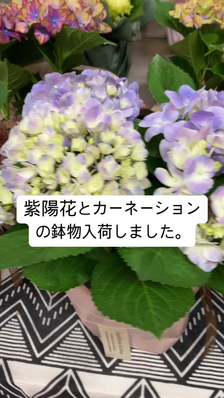母の日用、鉢物入荷です！！