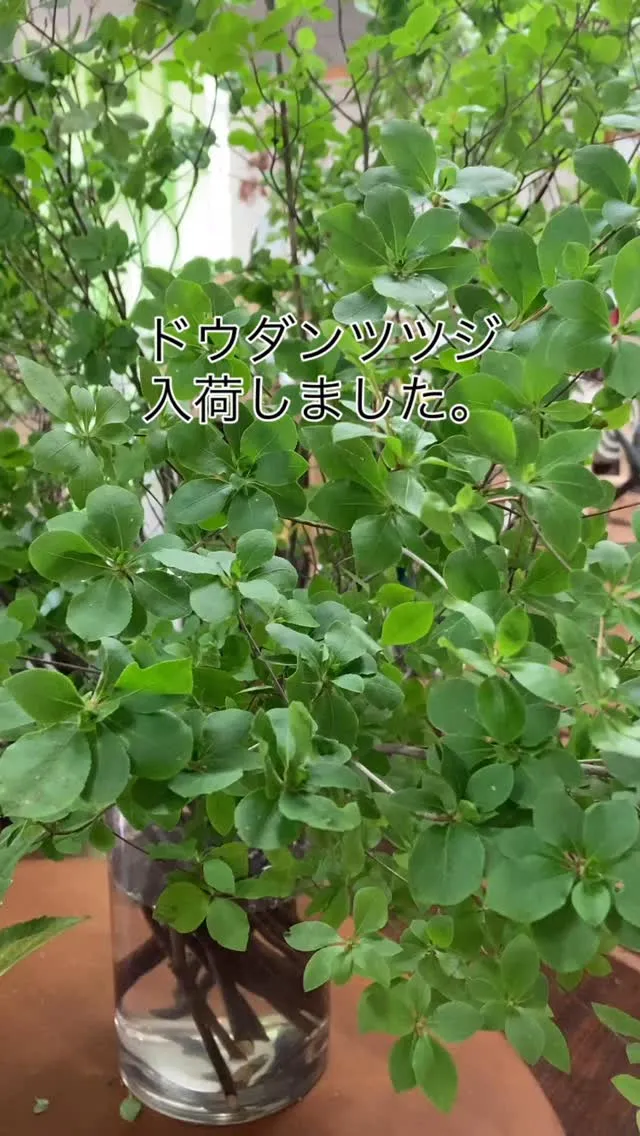 夏に人気のドウダンツツジ。